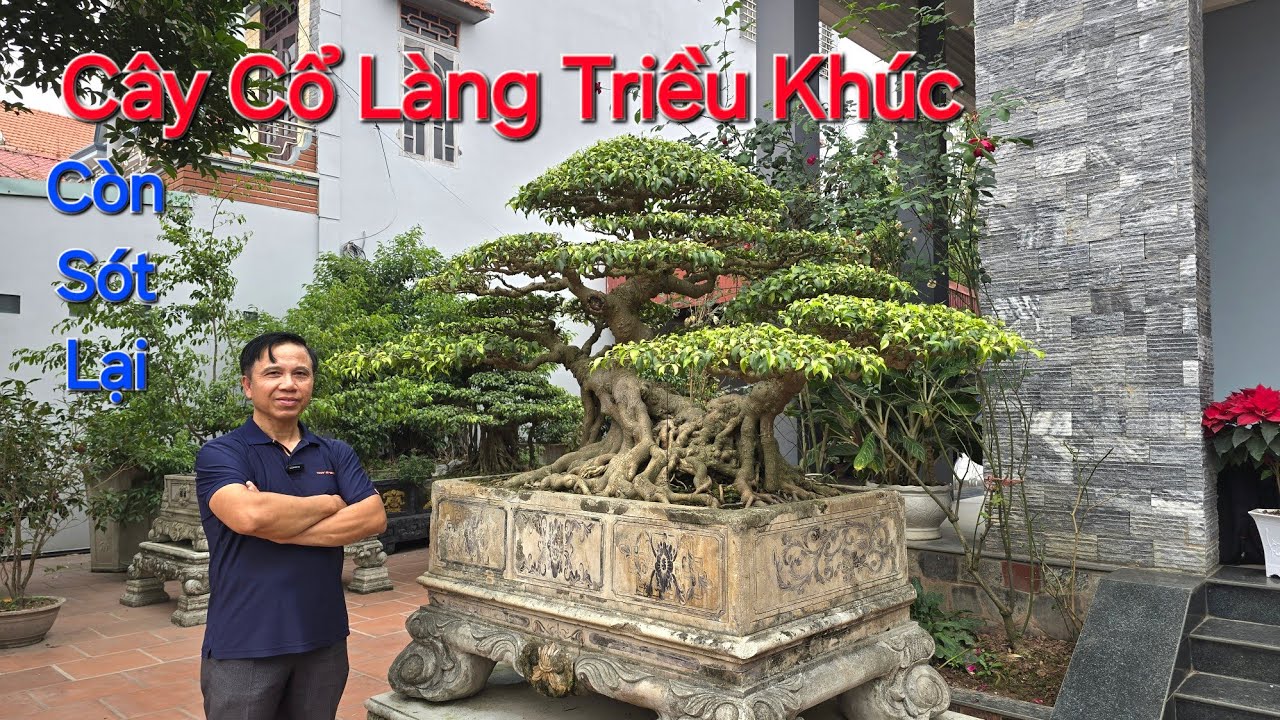 CÂY CỔ RẤT QUÝ của làng TRIỀU KHÚC còn sót lại , đang được anh HOÁN - GIAO THỦY Cất Giữ .