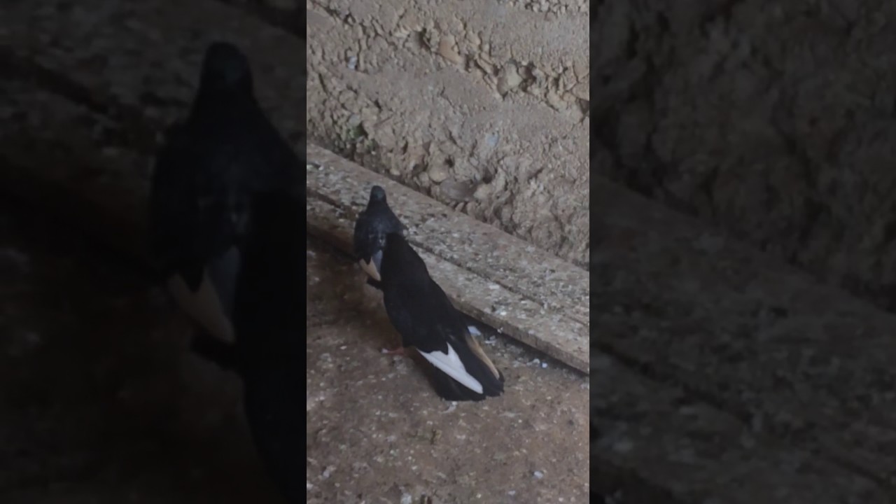 Pllumat e Nexhatit Mitrovic