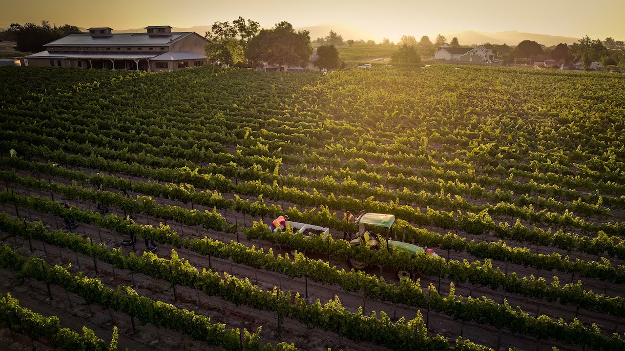 Dearden Vineyards By Drone