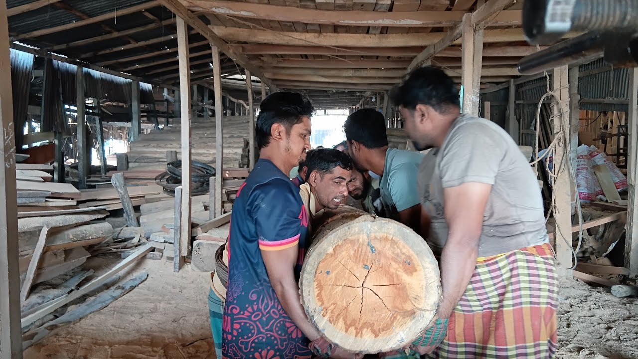 কালেক্টর গাছ কাটা হচ্ছে ৫ফিট বের ১৬ ফিট লম্বা #woodworking #wood 