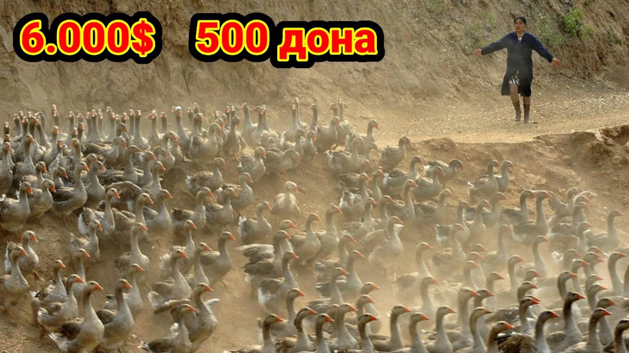 Уй шароитида халол 6000$ топиш Гоз бокиш бизнеси