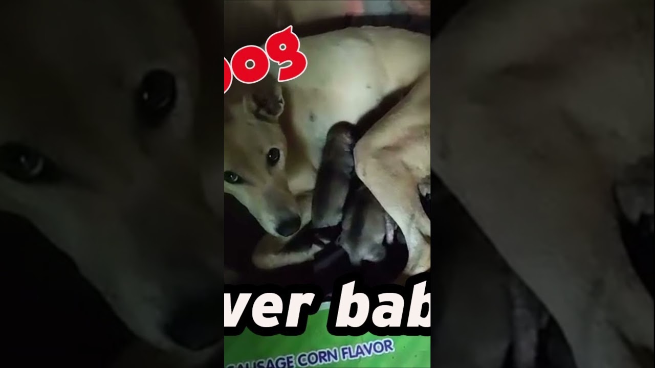 My dog deliver babies, Dog baby just born, ឆ្កែខ្ញុំសំរាលកូននៅរដូវវស្សា