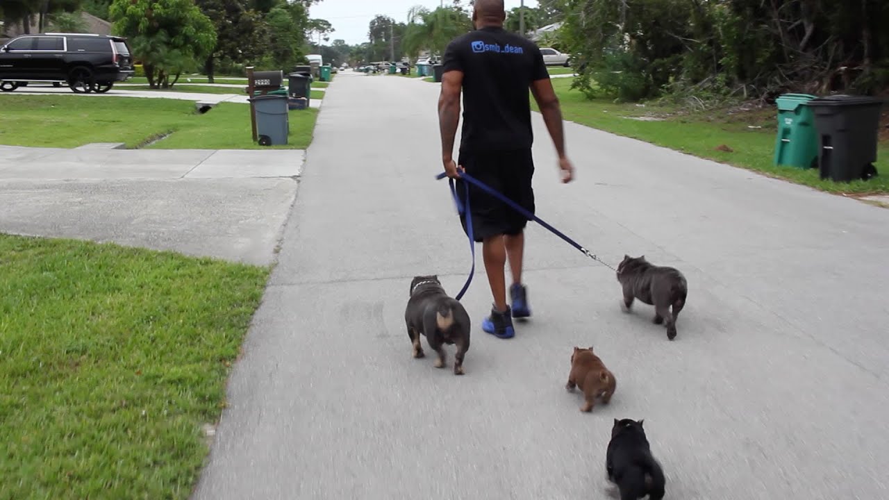 Dean runs into the mail lady while exercising his American bullies. #selfmadebullyz #smbtotheworld