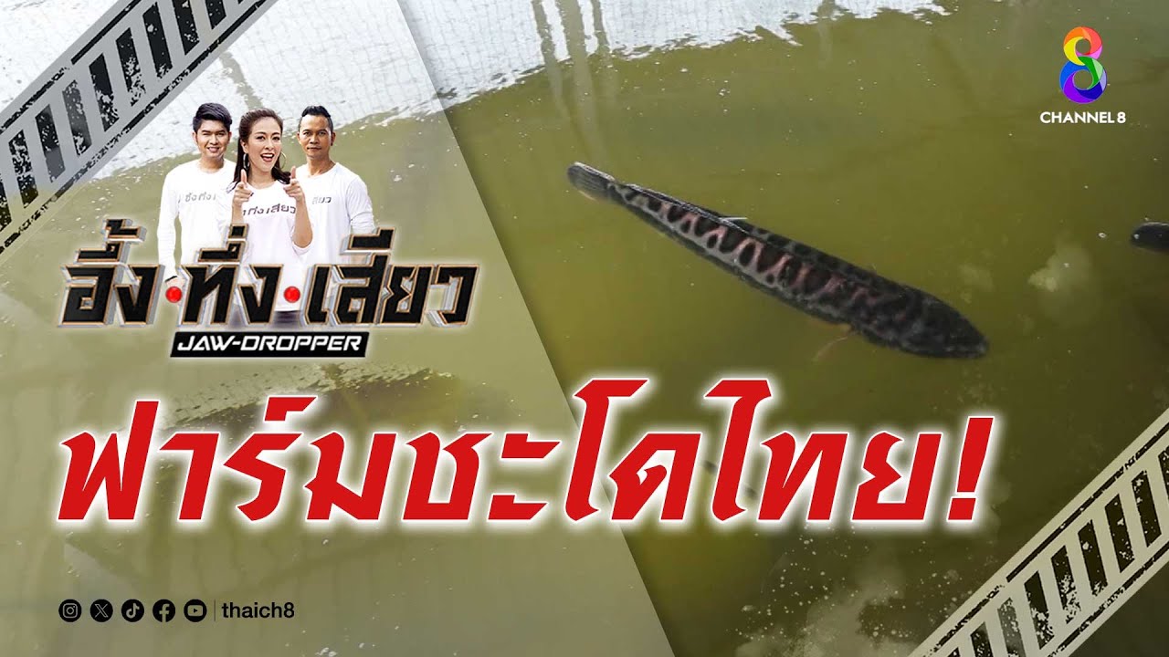 ฟาร์มชะโดไทย! | อึ้ง ทึ่ง เสียว