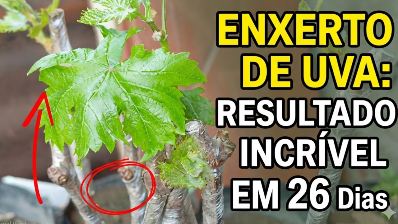 Resultado da enxertia de Mesa em UVA [Actualização]