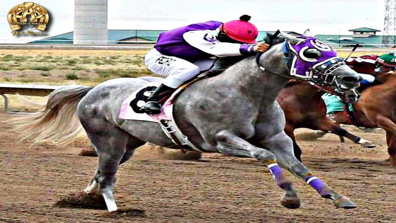 EL MORO PLATEADO (LR TEMPTING BEAST) - AARON CHAVEZ Y SUS TAPADOS