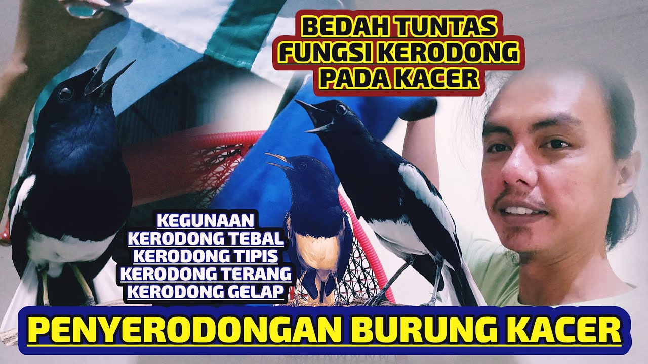 FUNGSI KERODONG PADA BURUNG KACER | TIPS PENYERODONGAN KACER VERSI OM QINARA