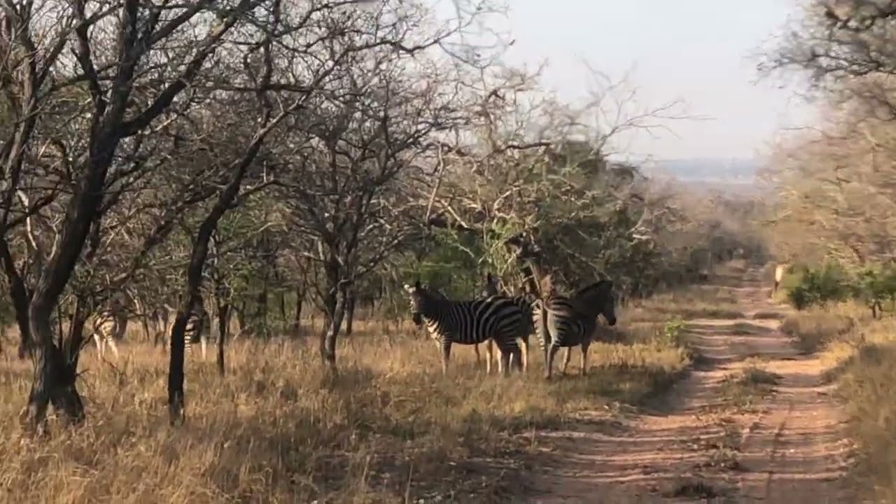 EP2: Morning Bush Walk at Sunset Game Lodge with Zebra and Giraffe