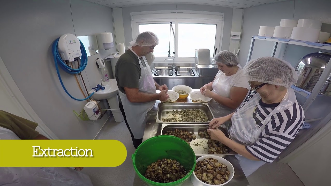 Los caracoles de Borgoña - Les escargots de Bourgogne