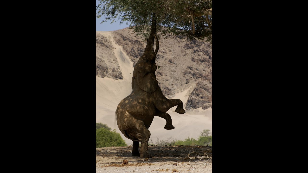 The Desert Elephants of Namibia