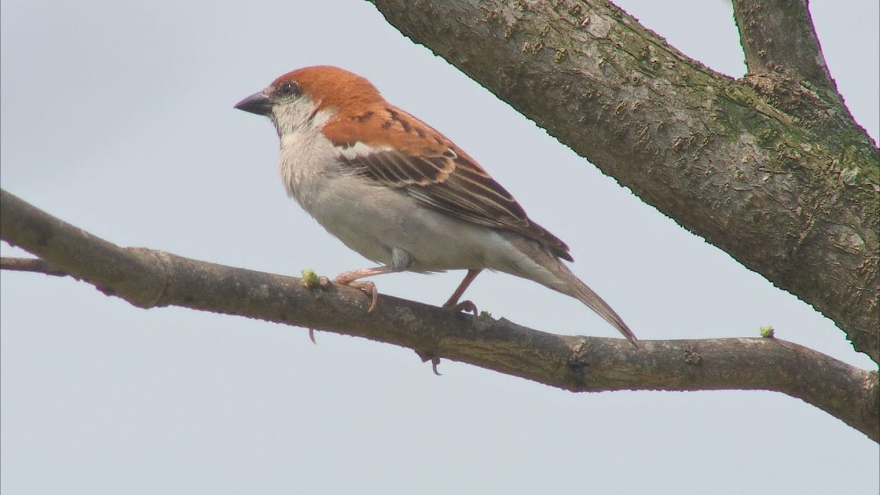 【鳥類保育】搶救山麻雀│比黑面琵鷺更瀕危的鳥類(我們的島 754集 2014-04-21)