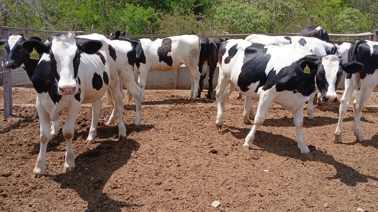 10 BEZERRA E 4 NOVILHAS GIROLANDA DE INSEMINAÇAO A VENDA 87981470453 FAZENDA DE GENARIO ITAIBA PE