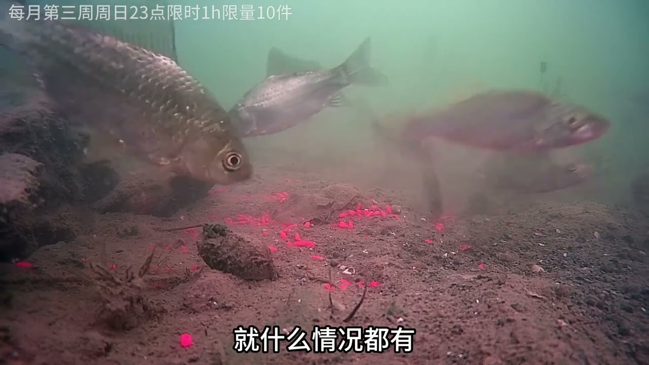 酒米和粉饵谁诱鱼能力强。冬季寒冷，一起看看浓腥粉饵的诱鱼效果 #钓鱼箱