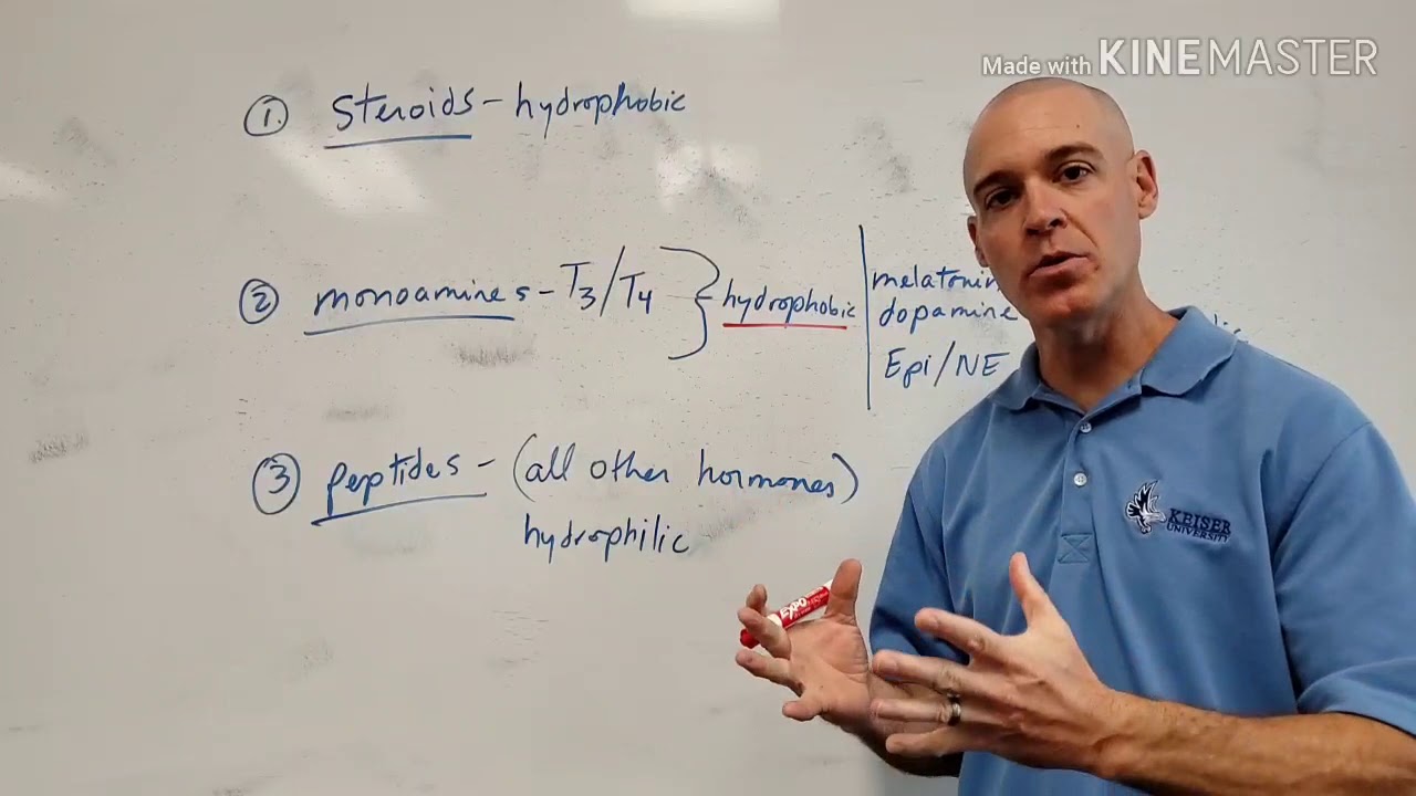 The 3 Categories of Hormones