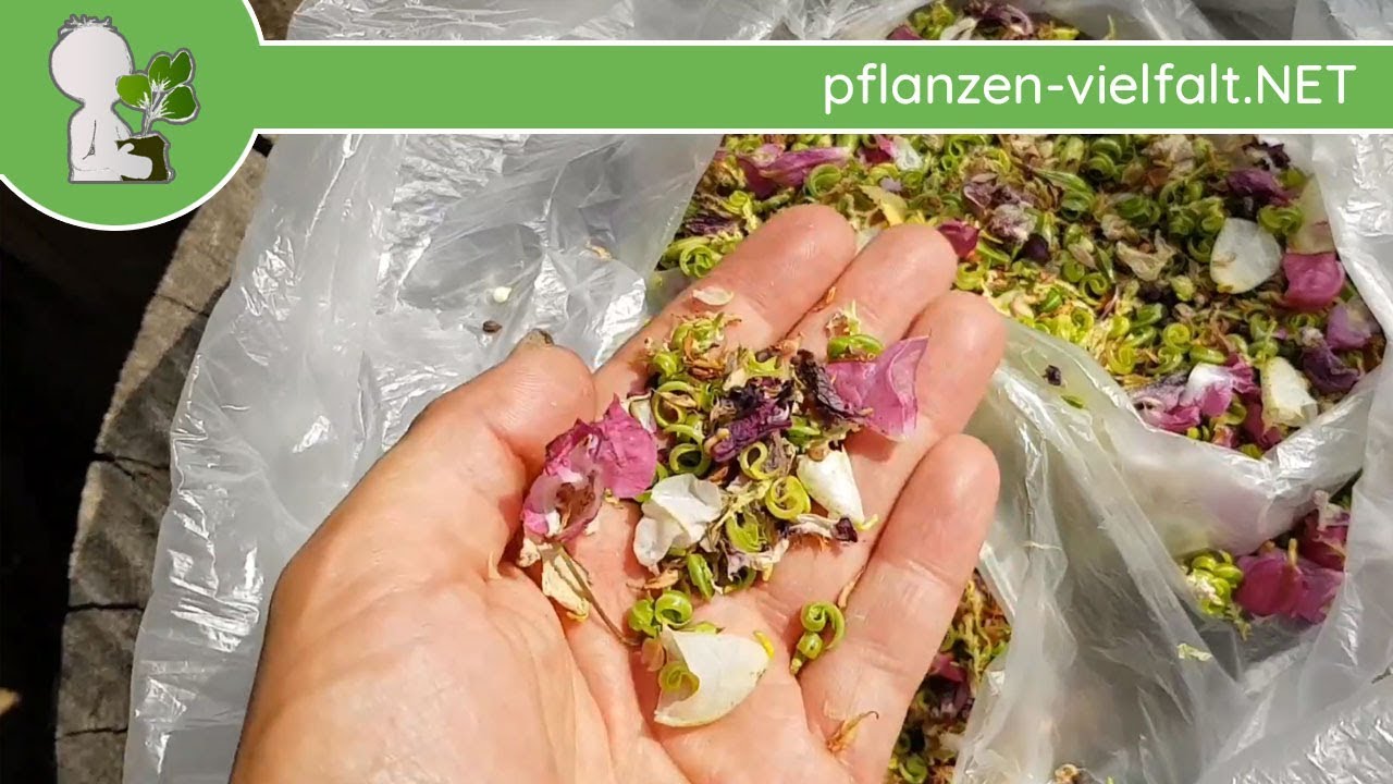 Drüsiges Springkraut - Samen ernten - 01.08.18 (Impatiens glandulifera) - Samen Ernte