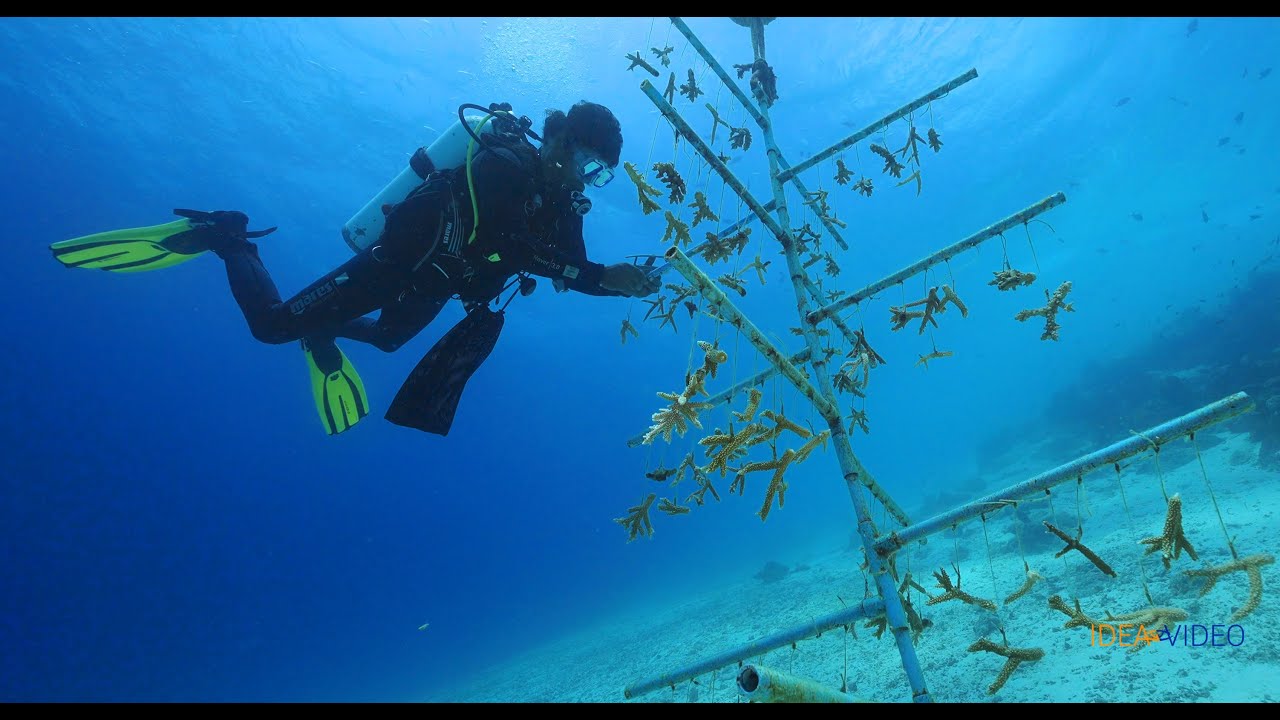Coral Restoration Project - Feridhoo