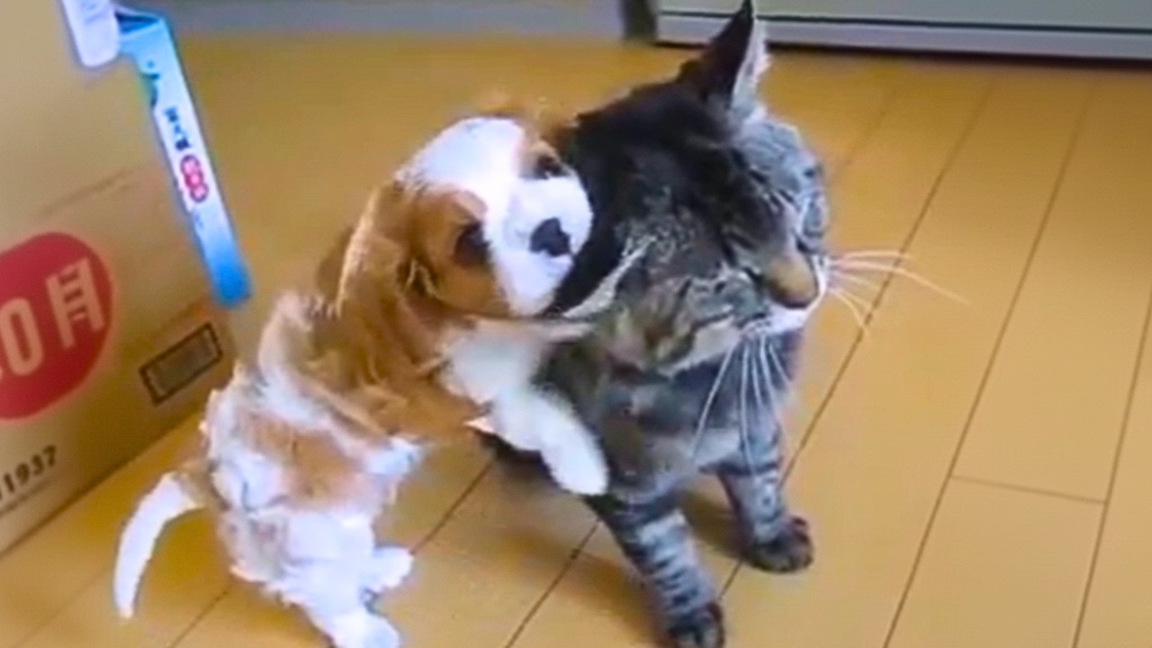 Cats vs Dogs 2025 😹🐶 | Ultimate Try Not To Laugh Challenge!