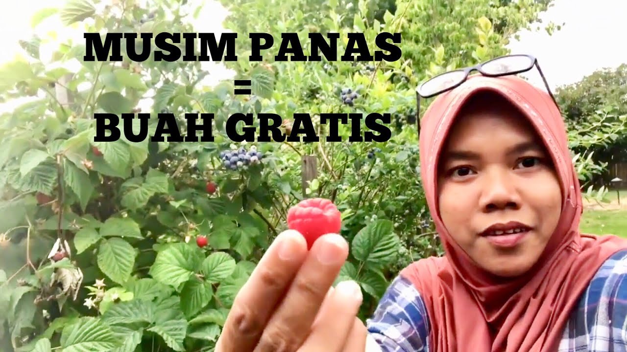 MUSIM PANAS = BUAH GRATIS | RUMAH MERTUA | HIDUP DI AMERIKA