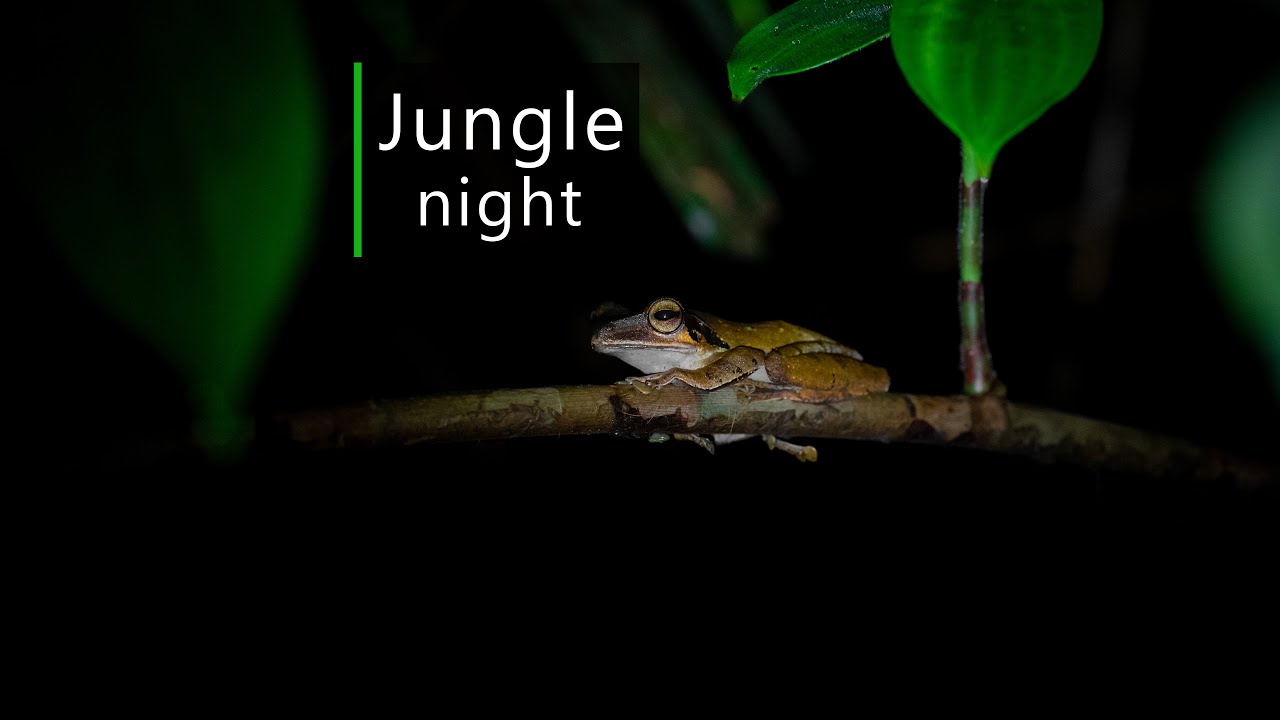 Rainforest sounds - Night in the Borneo jungle