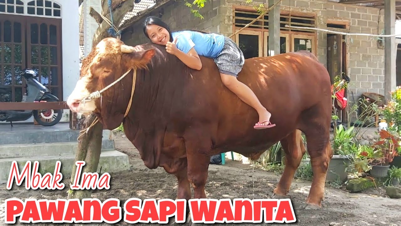 PAWANG SAPI WANITA PEMBERANI‼️