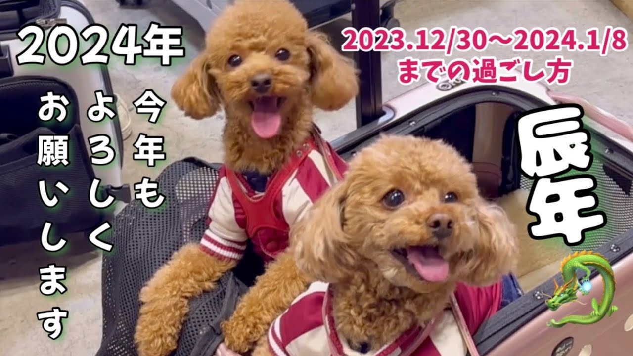 愛犬そらとくうの年末年始は食べて食べての食べ正月🎍愛犬そらの誕生日の様子やくうのルンルンダンスがいっぱい見れた