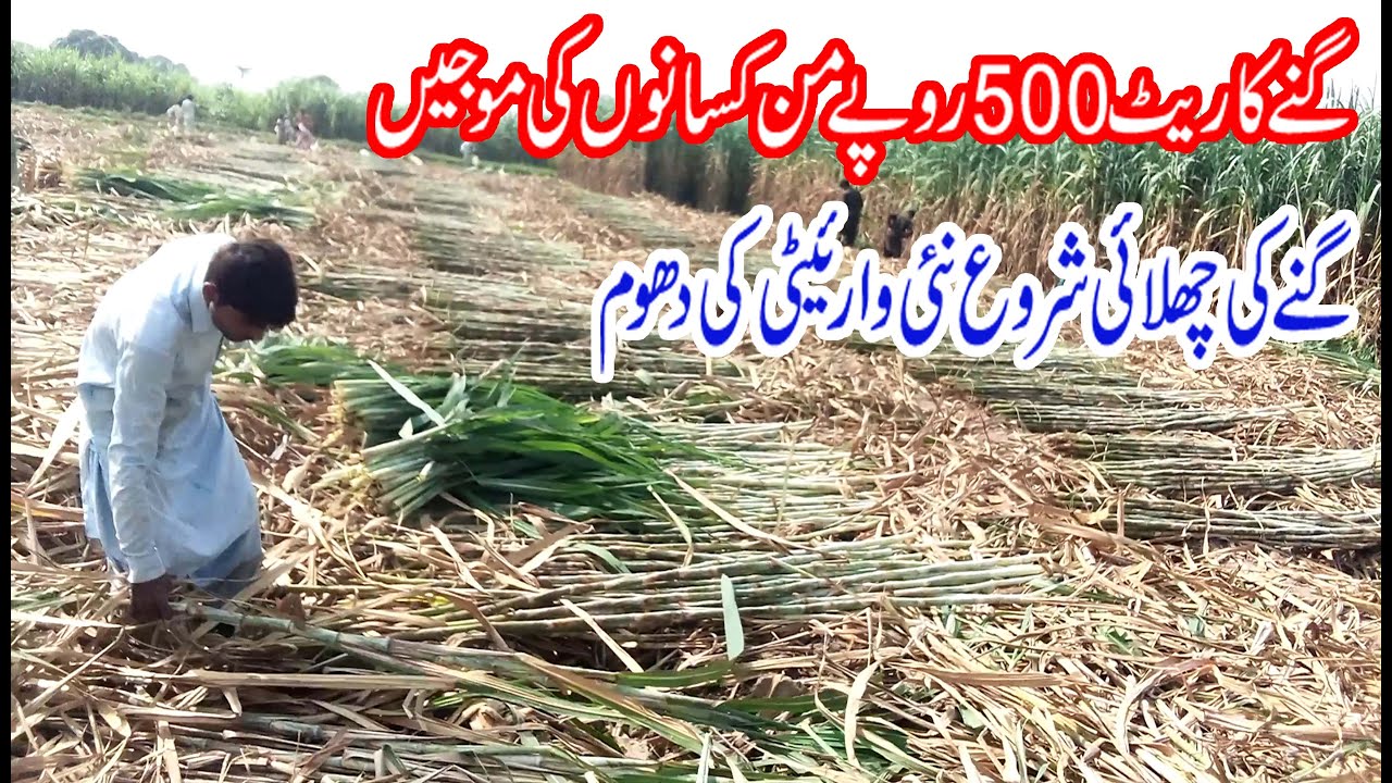 Good news! sugarcane rate Rs.500 juice new varity| sugarcane profitable crop| crushing of sugarcane