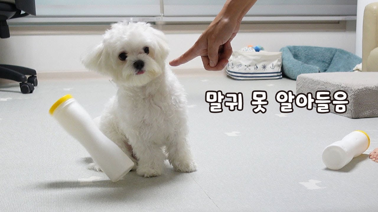 말귀 못 알아듣는 강아지와 같이 살면?