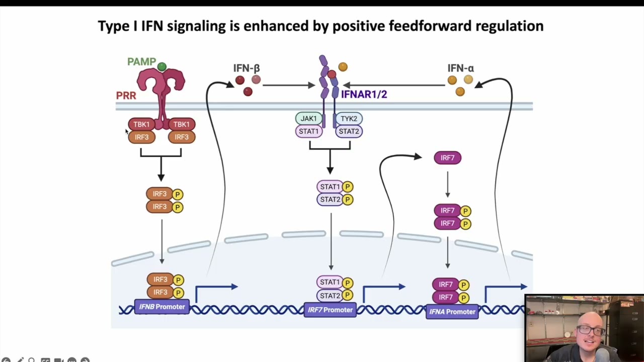 3.2 Interferon Signaling (Immunology 2025)