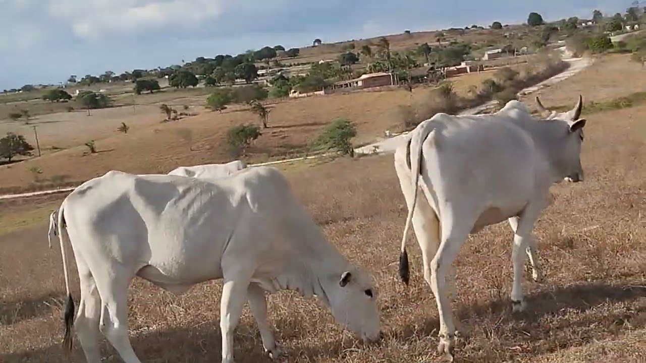 hoje chego um gado novo vamos ajeita 