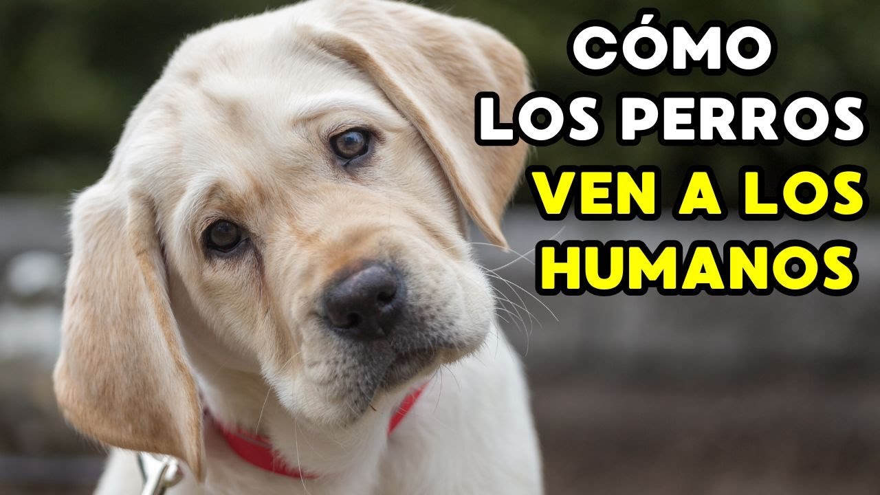 ¿Los perros piensan que los humanos son perros?