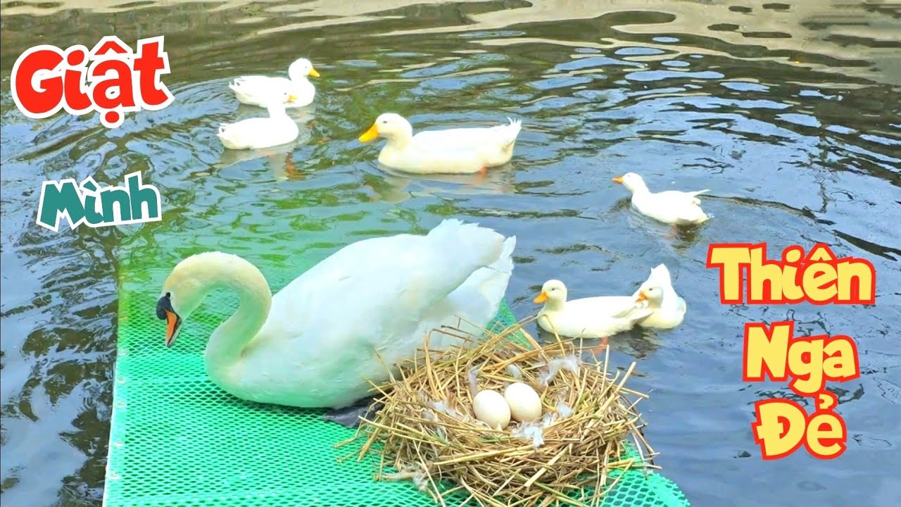 Giật Mình Vui Sướng Ôi Thiên Nga Đẻ Rồi Nhưng Vịt Mini Mới Là Nhân Vật Chính / Quế Nghịch