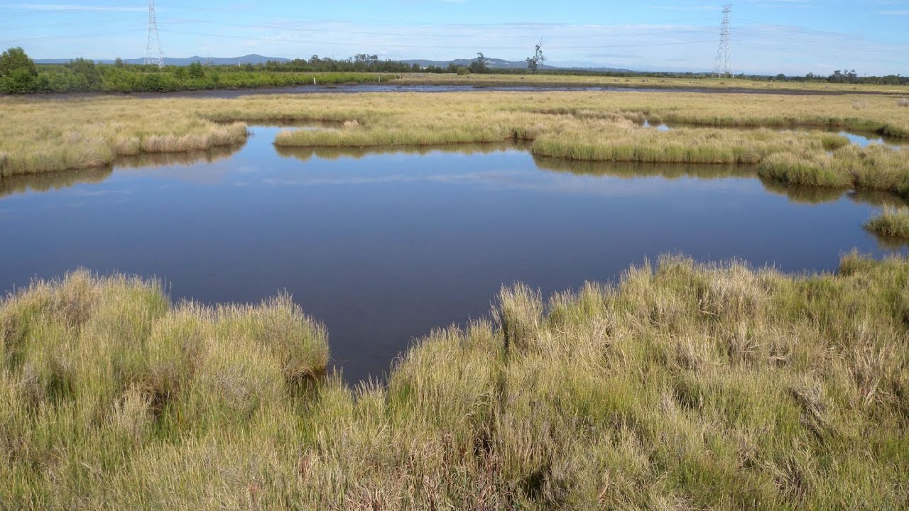 Helping saltmarsh recover in the Hunter River estuary, NSW. Peggy Svoboda