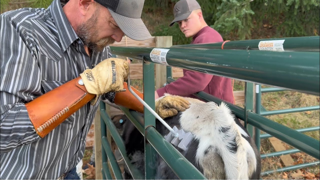The most peaceful longhorn branding… until it wasn’t.