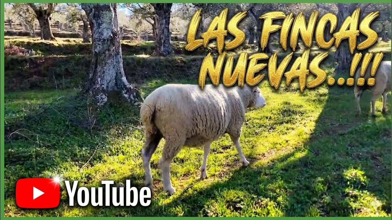 POR ESTO ESTOY COMPRANDO LAS FINCAS!!