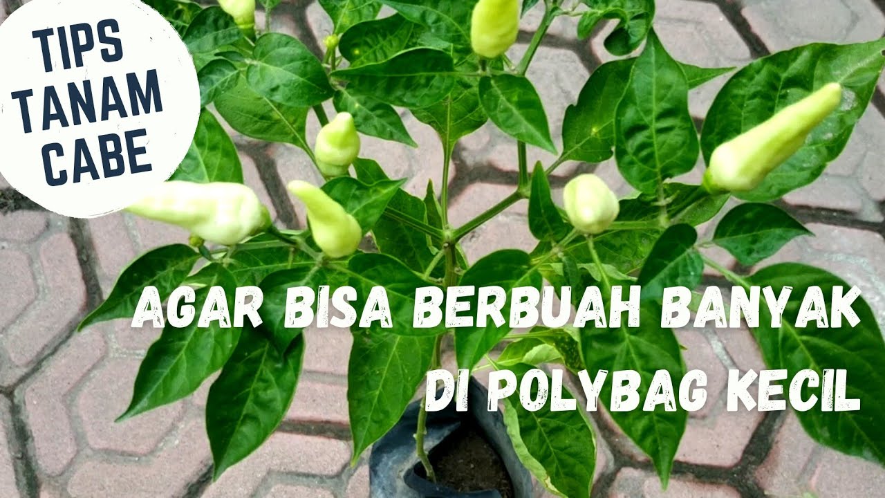 Tips Tanam Cabe Berbuah Banyak di Polybag Kecil #tips_kebuncilik