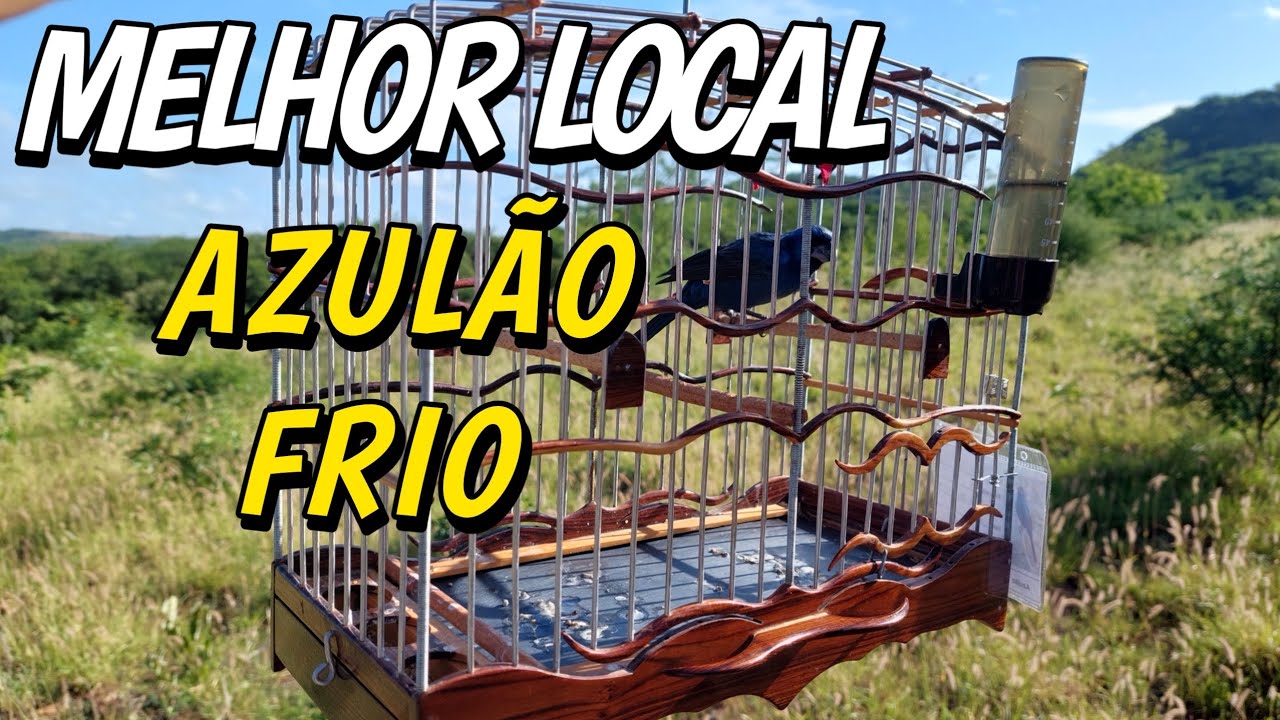 TRUQUES NA CAMPEADA PRA FOGUEAR AZULÃO FRIO
