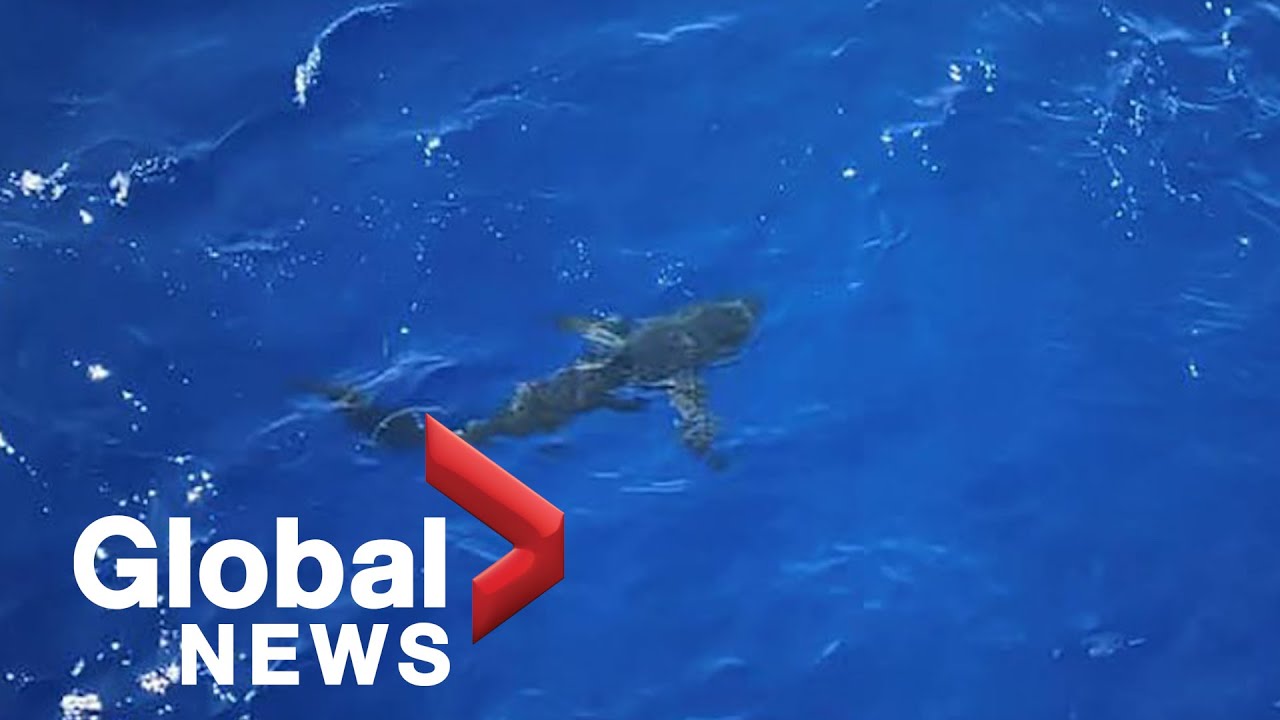 &lsquo;Shark!&rsquo;: Video shows U.S. Coast Guard protecting swimmers by opening fire on shark