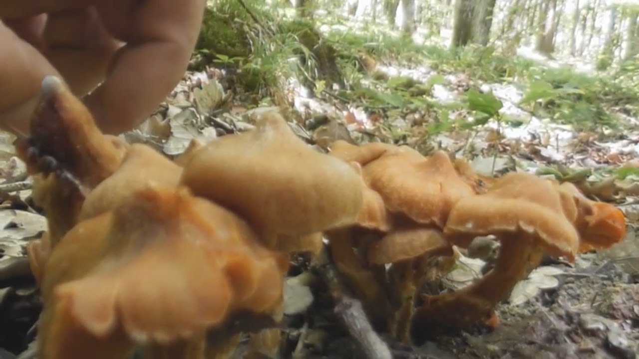 Cortinarius rubellus, the deadly webcap, very dangerous fungus!