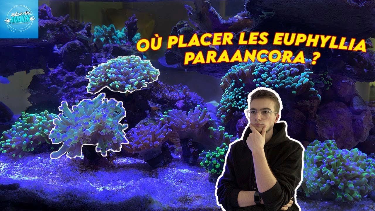 Où placer mon corail ? {Euphyllia paraancora}