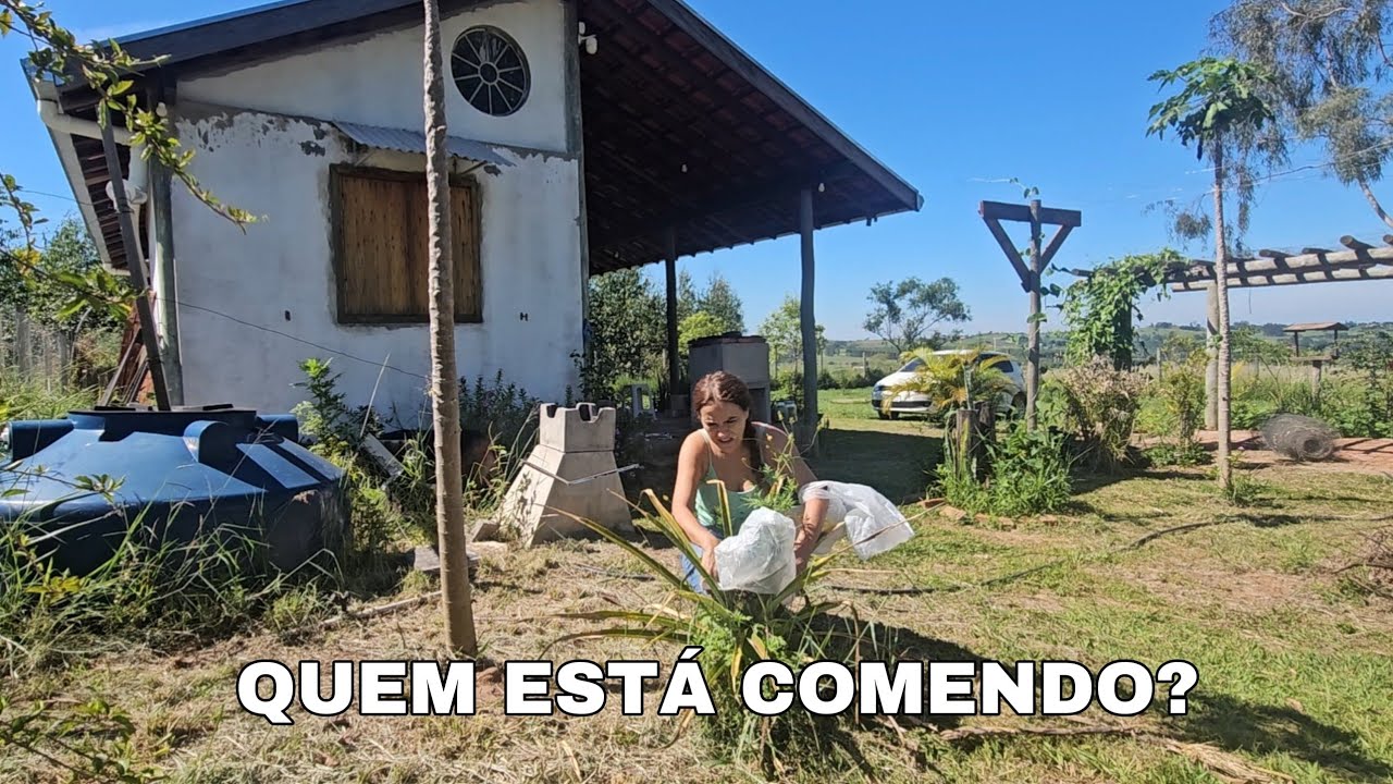 Quem está atacando meus abacaxis? A chuva mudou tudo na roça | Simple Living