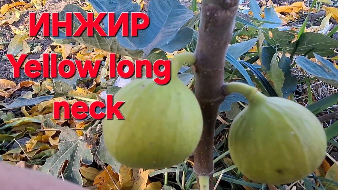 ИНЖИР Yellou long neck.