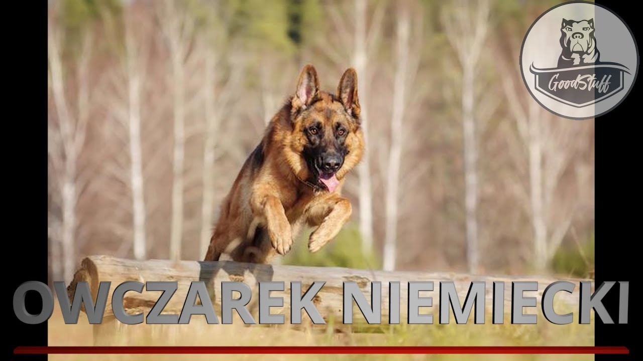 Owczarek niemiecki- Historia i opis psa Niemiec