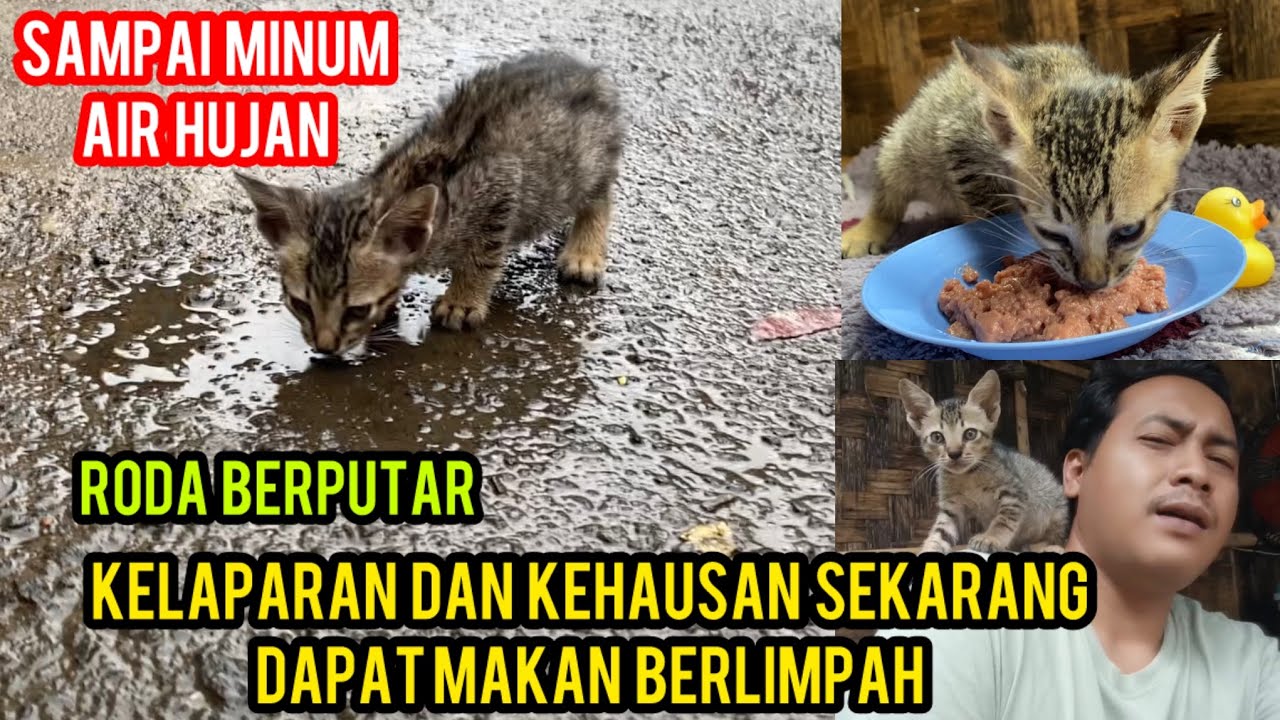 Anak Kucing Yang Ketinggalan Induknya Sekarang Sudah Bahagia..🙏