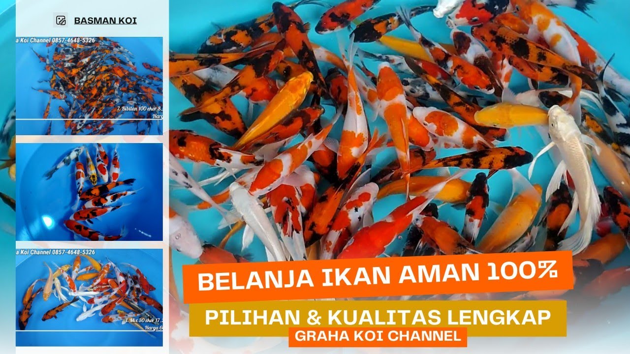 Eps 40‼️Update Awal bulan,, ikan receh receh harga cuma 20ribuan 🥰