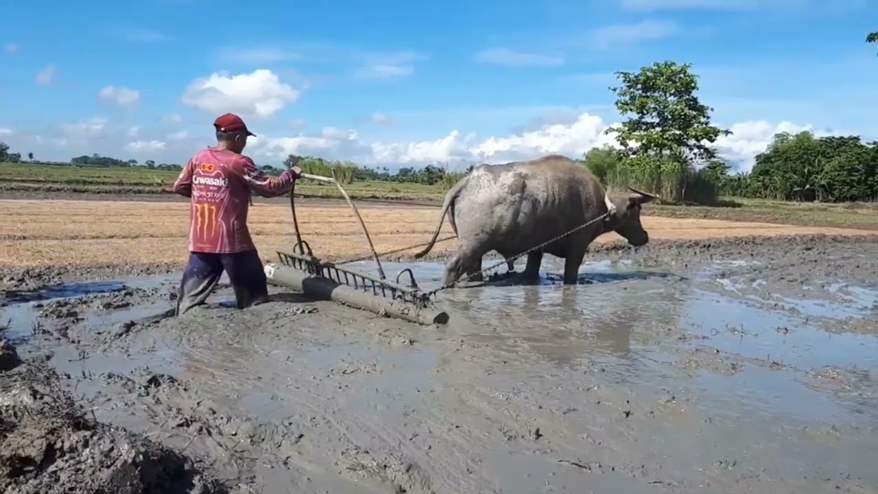 BUHAY FARMER | GAWA TAYO PUNLAAN NG PALAY, PAANO GUMAWA AT MAAYOS NA PAGGAWA NG PUNLAAN NG PALAY 💯