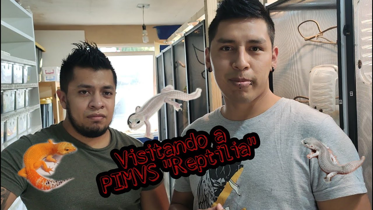 Visitando Reptilia, criadero de Geckos leopardo | Parte 1 | México exótico