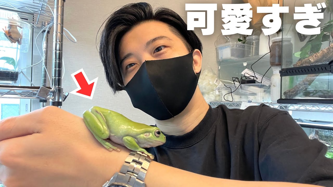 初心者におすすめのグリーンモンスターを紹介！