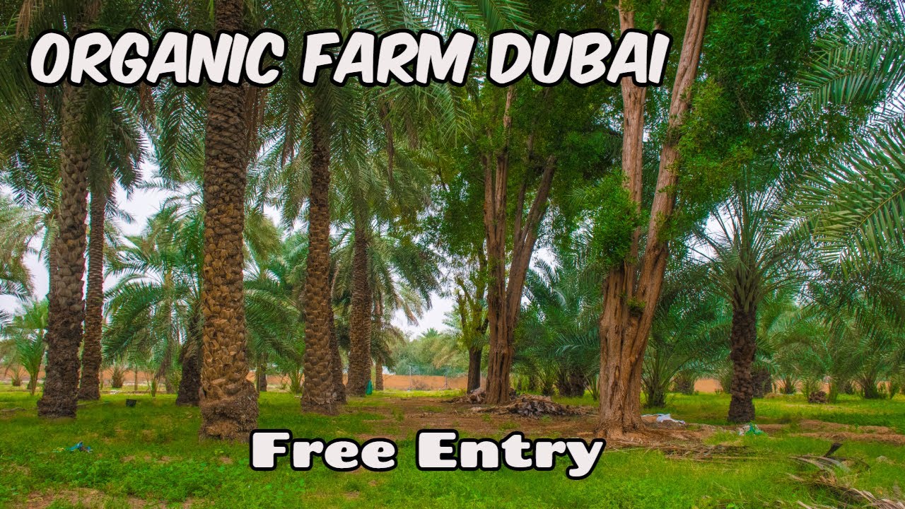 ദുബായിലെ ഒരു കിടിലൻ Organic Farm