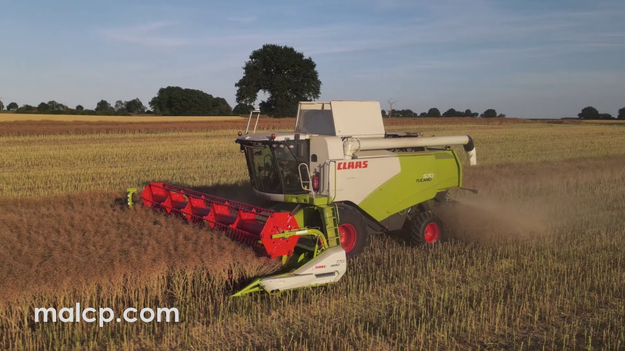 Harvest 2022: Claas Tucano 570 cutting OSR near Beccles
