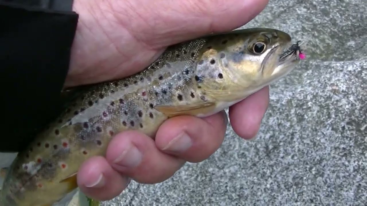 Fly Fishing  in Italy - Alto Sarca